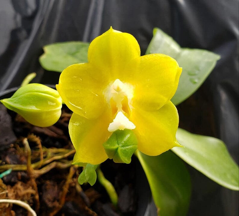 Phal. Joy Spring Canary “Japan Peach”, very fragrant