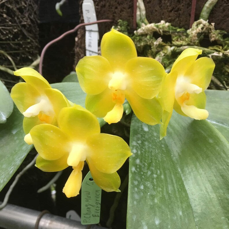 Phal. Joy Spring Canary “Japan Peach”, very fragrant