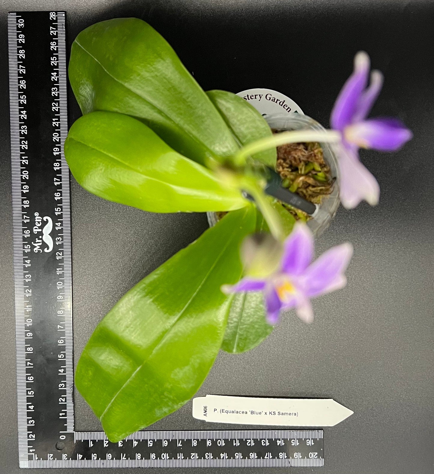 Phal. Equasamera (P. Equalacea 'Blue' x KS 'Samera'), very fragrant