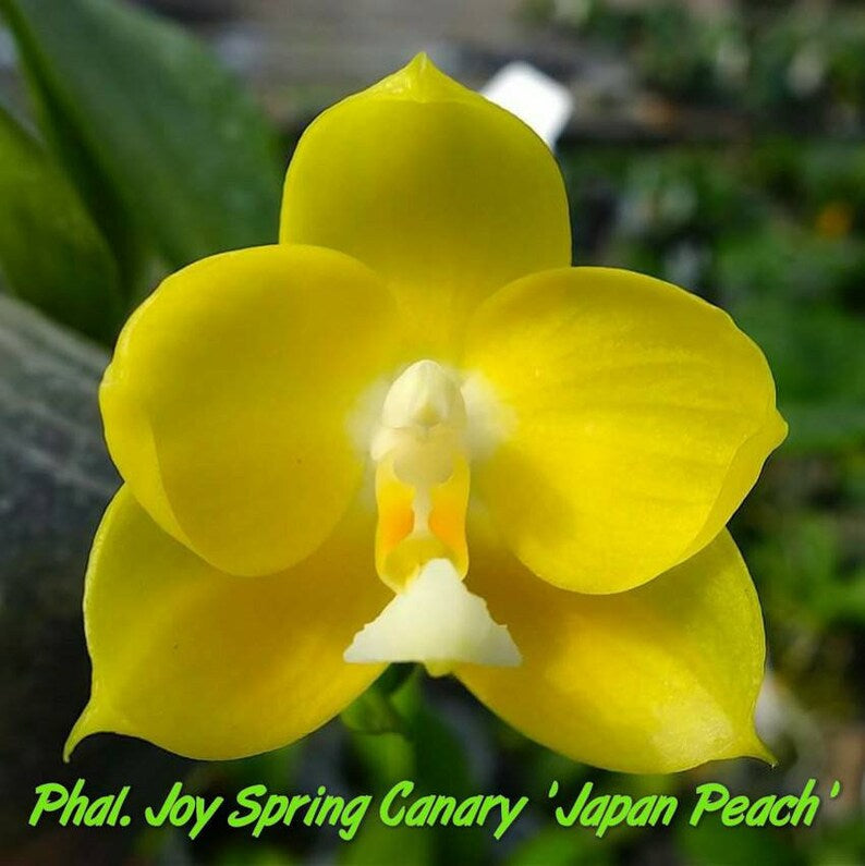 Phal. Joy Spring Canary “Japan Peach”, very fragrant