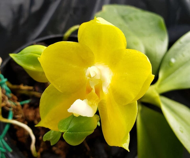 Phal. Joy Spring Canary “Japan Peach”, very fragrant