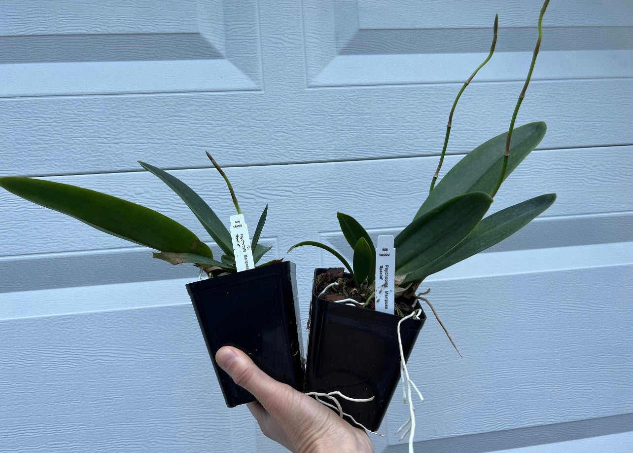 In spike! Psychopsis Mariposa and bloom multiple times each year