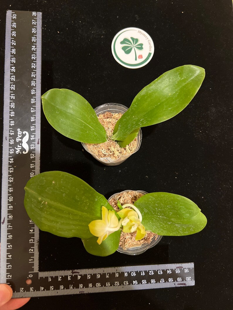 Phal. Joy Spring Canary “Japan Peach”, very fragrant