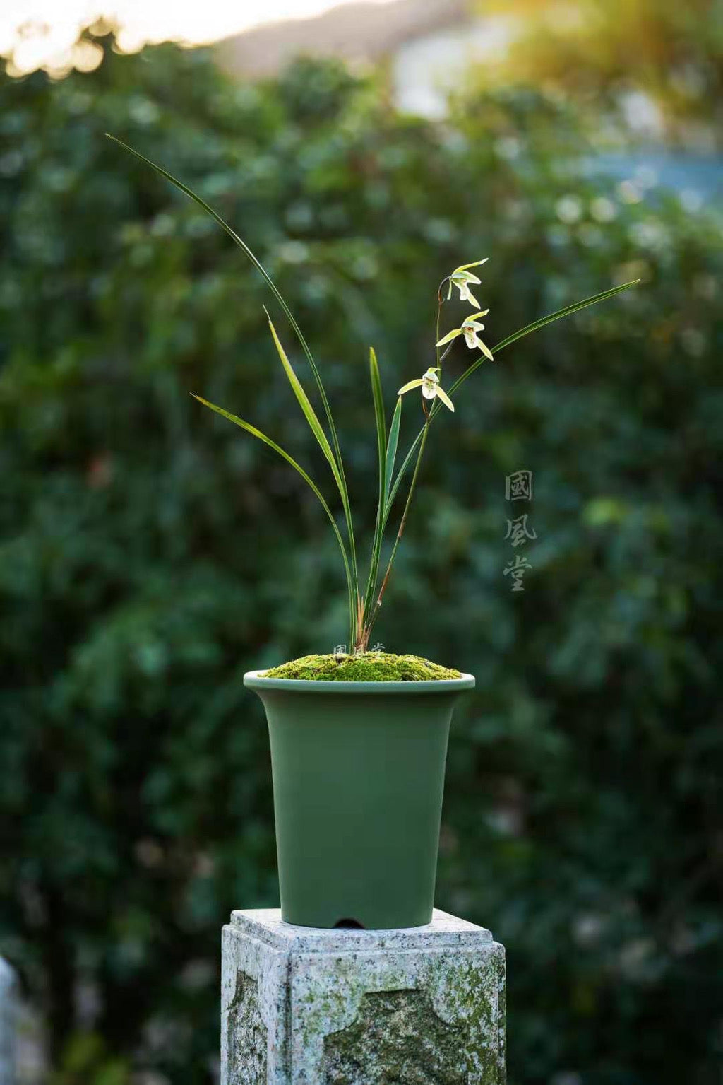 15国风堂 精品复古款圆筒紫砂盆 绿色小号盆 外高19.5厘米 适合各种国兰 详细尺寸请参考图片