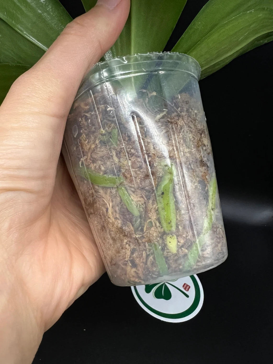 Phal. Mituo 24 Solar Terms ‘Black Angel’ (MCL153)