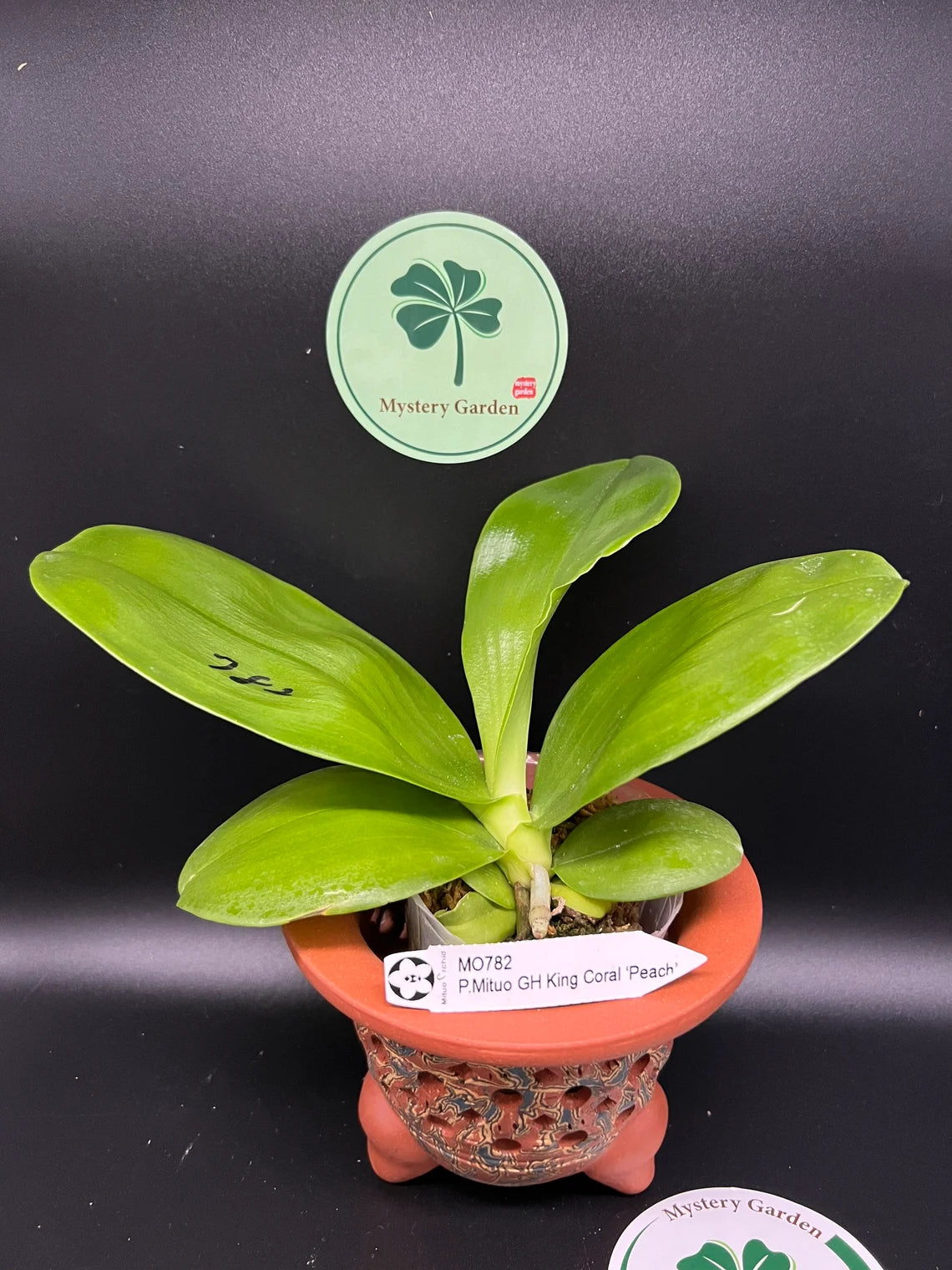 New in sweet fragrance! Phal. Mituo GH King Coral ‘Peach’ (MO782)