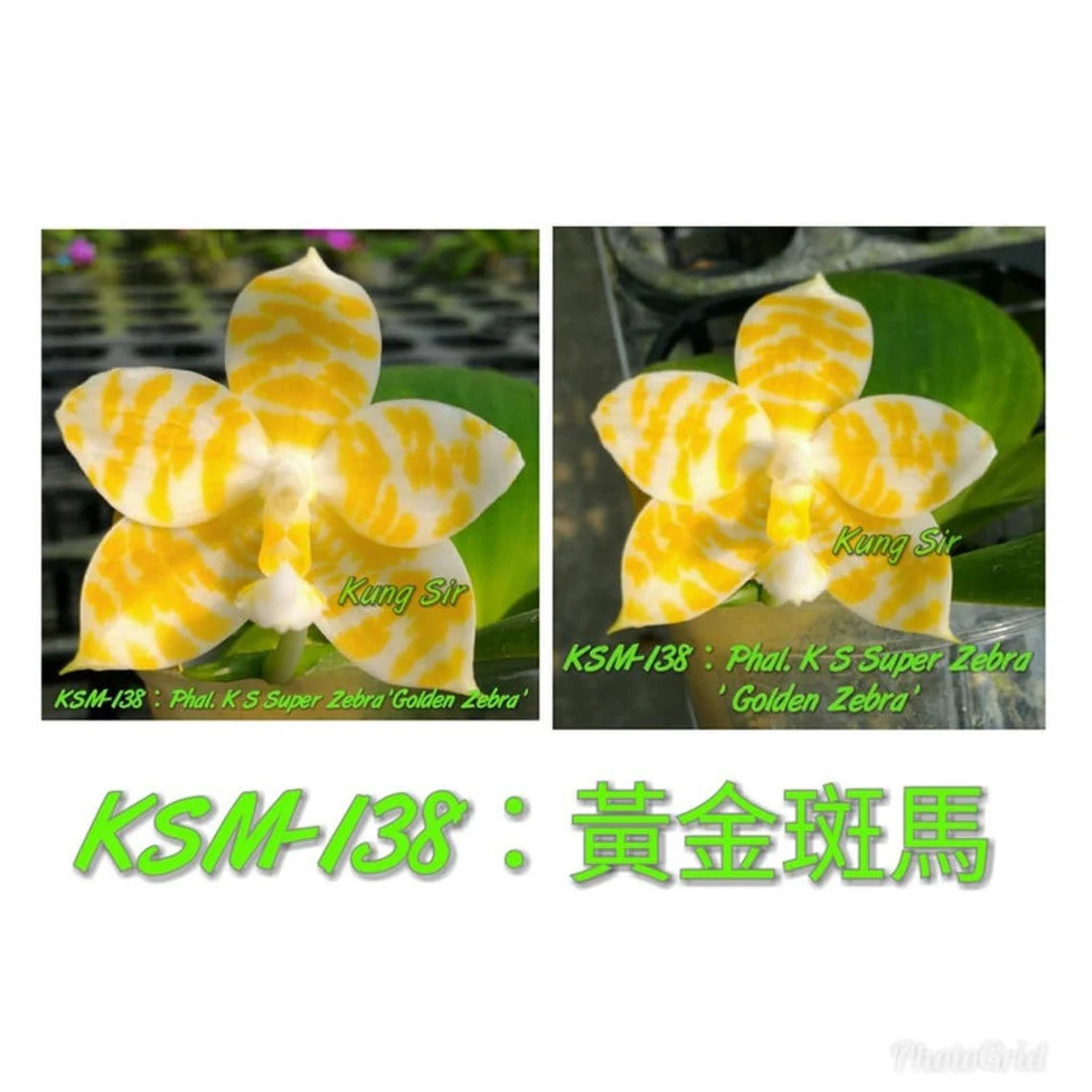 Very rare! Phal. KS Super Zebra 'Golden Zebra' (KSM-138) - lemon fragrance
