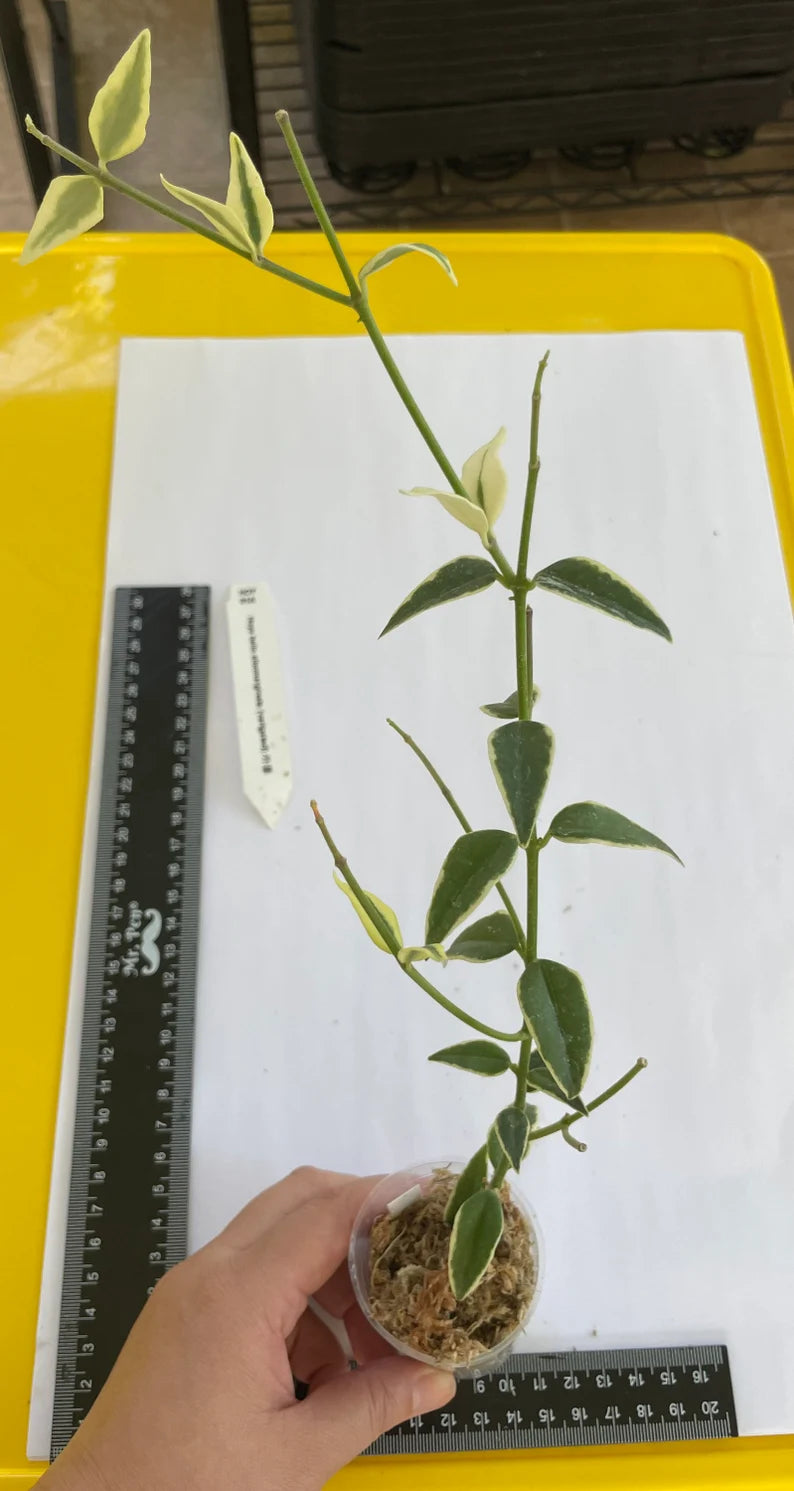 Big cutting! Hoya bella albo marginata (variegata) (HOY01A)
