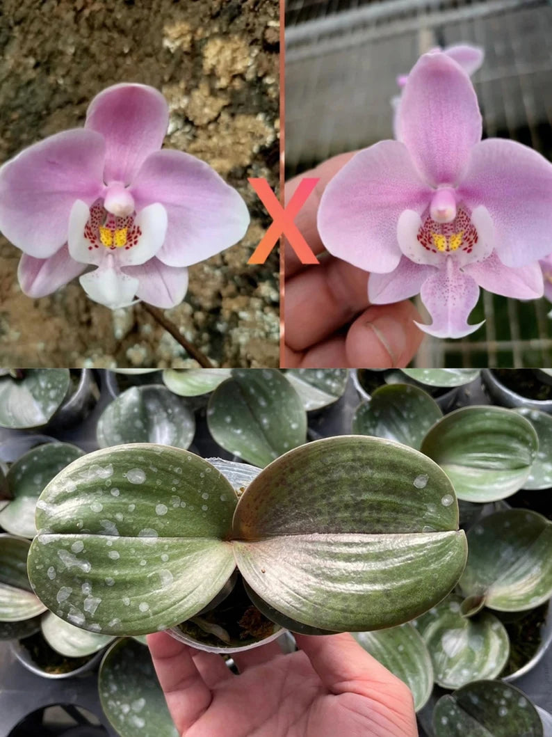 In spike! Rare with Super round leaves! Phalaenopsis Schilleriana x sib