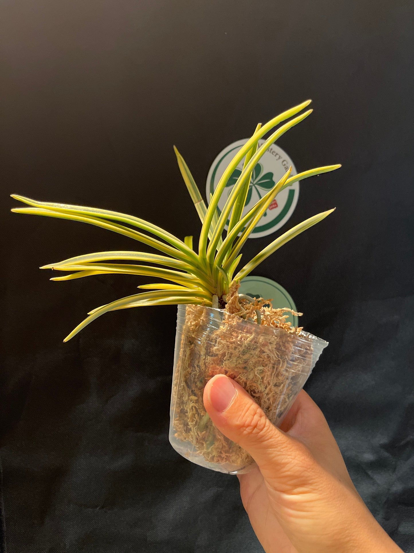 Neofinetia falcata 'Tenkeifukurin' 天恵覆輪