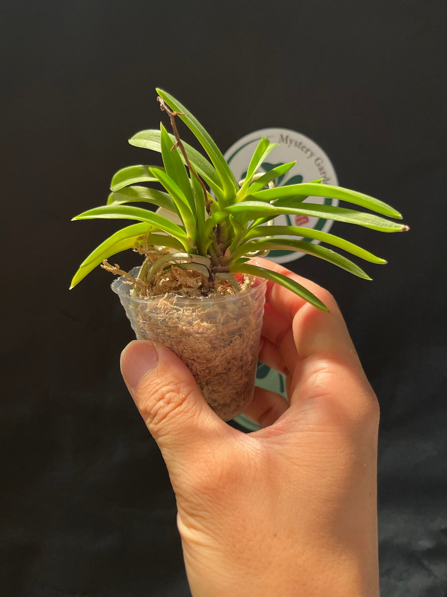 Neofinetia falcata 'Houmeiden' 豊明殿 ruby roots!