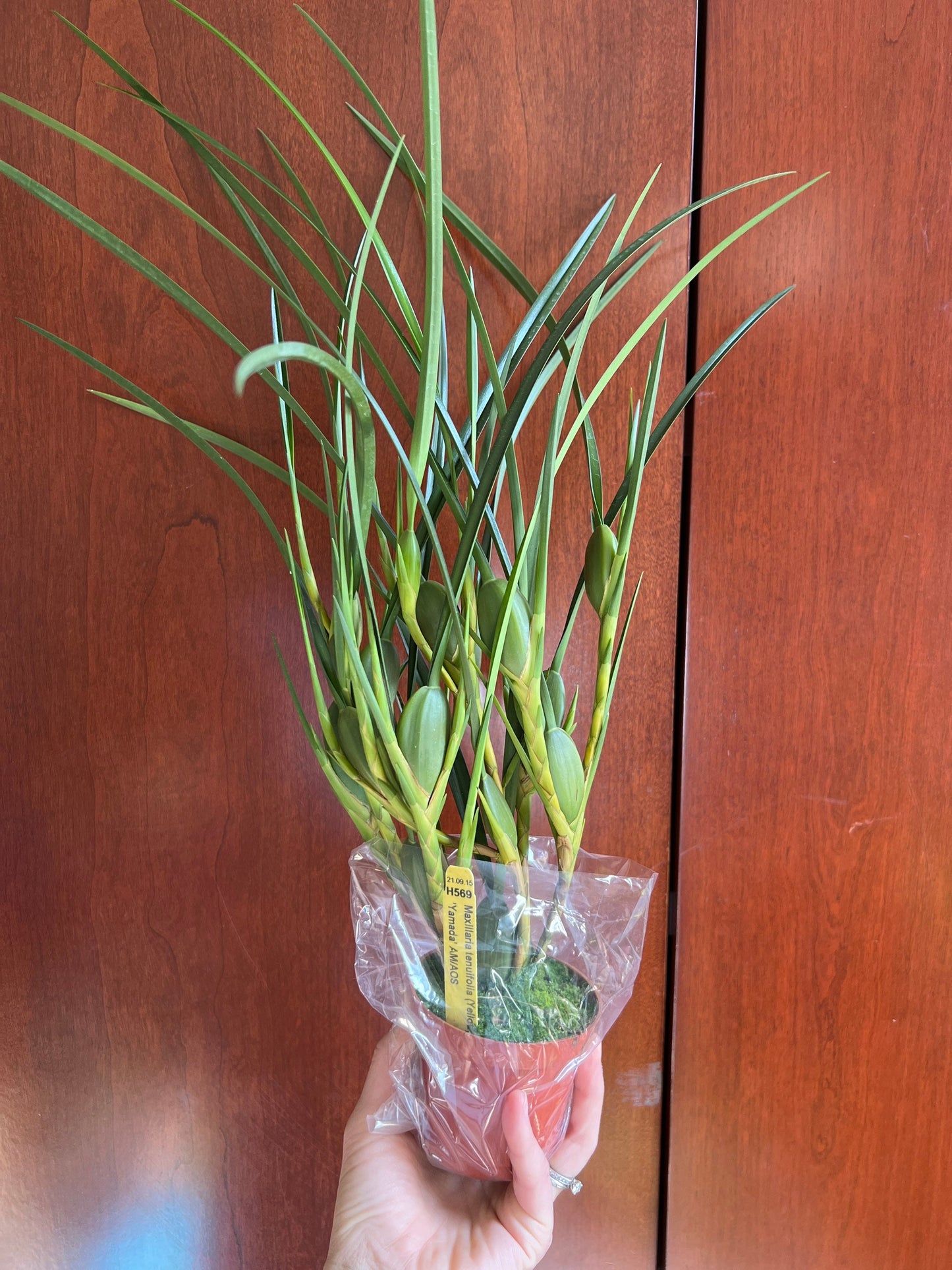 Maxillaria tenuifolia ‘Yamada’ AM/AOS, yellow flower and coconut fragrance!