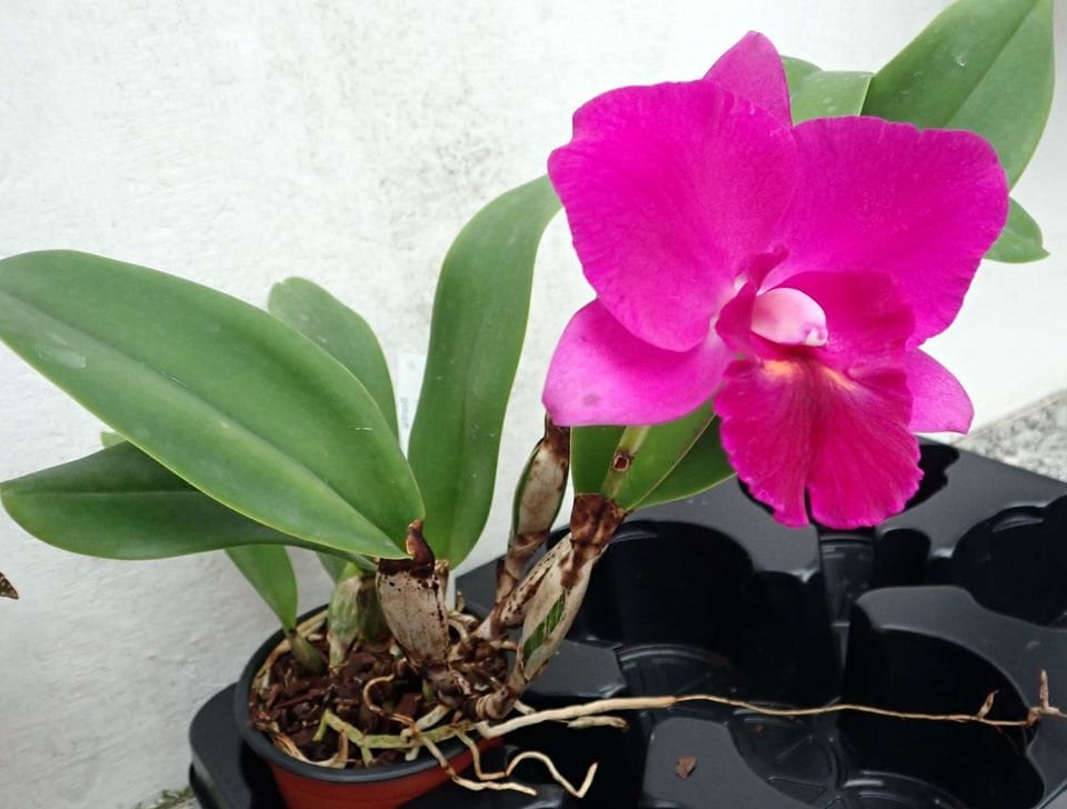 Rlc. Hsinying Aloha 'C.H. Super'