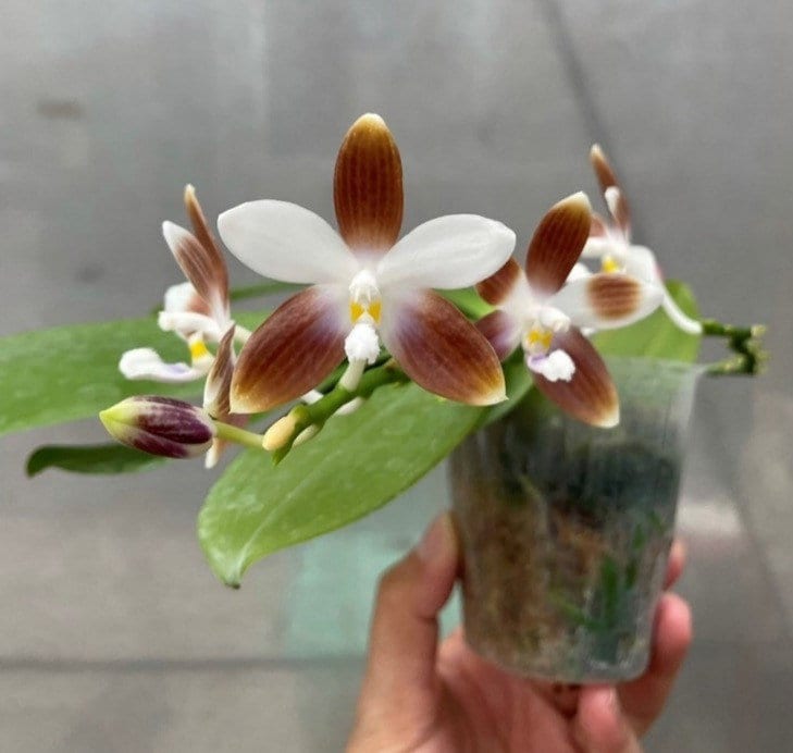 Phal. speciosa f. brunneola x sib, random petal color in white or drak coffee/brown, sequential bloomer