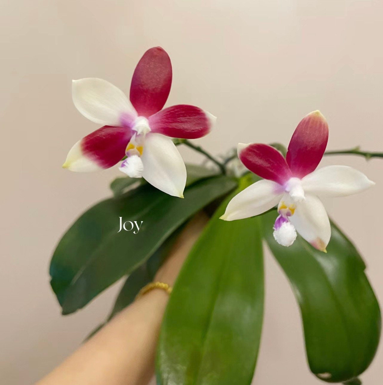 In spike! Phal. tetraspis 'C2'-species, unique flower color patterns, random petal color in red or white
