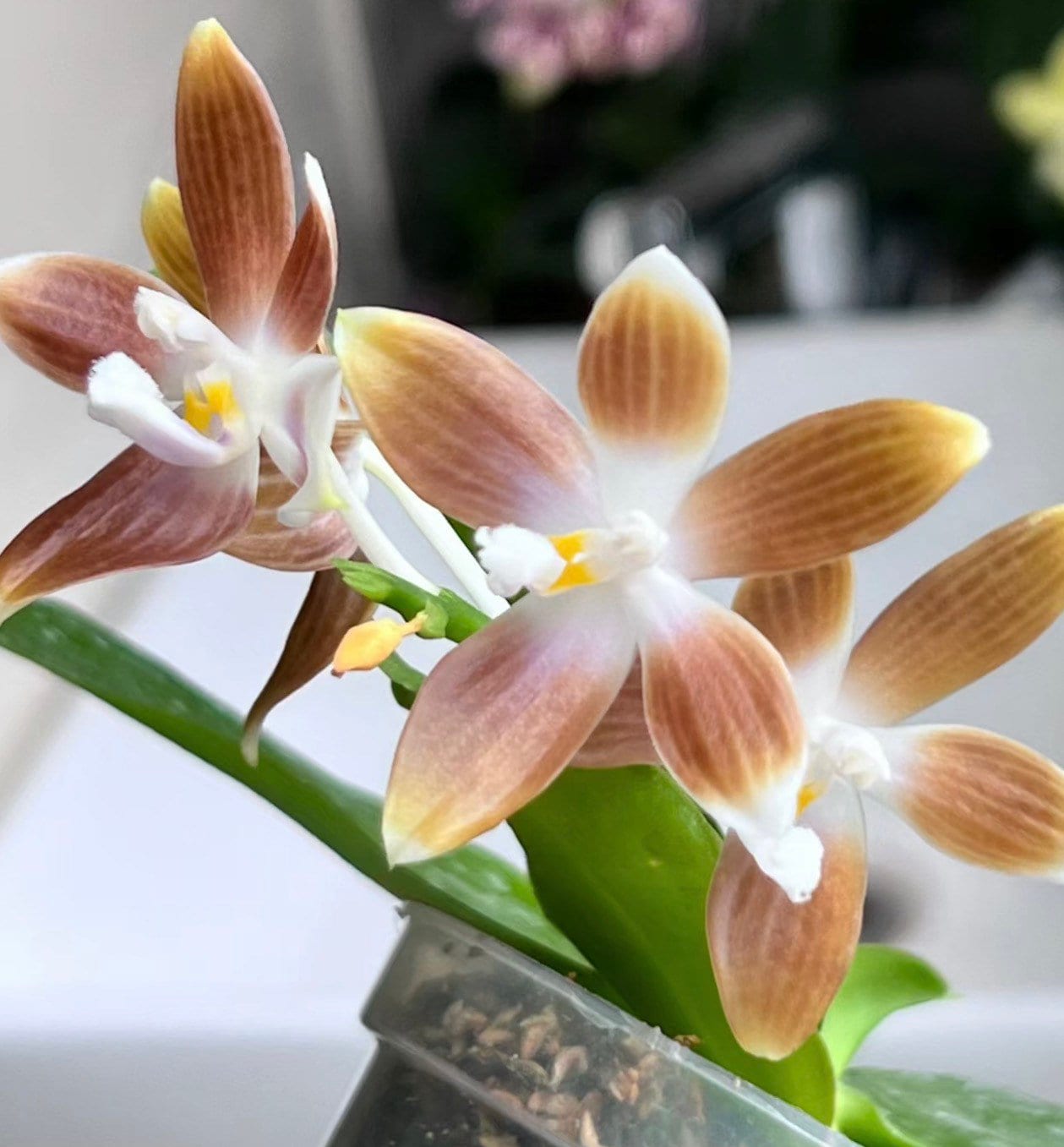 Phal. speciosa f. brunneola x sib, random petal color in white or drak coffee/brown, sequential bloomer