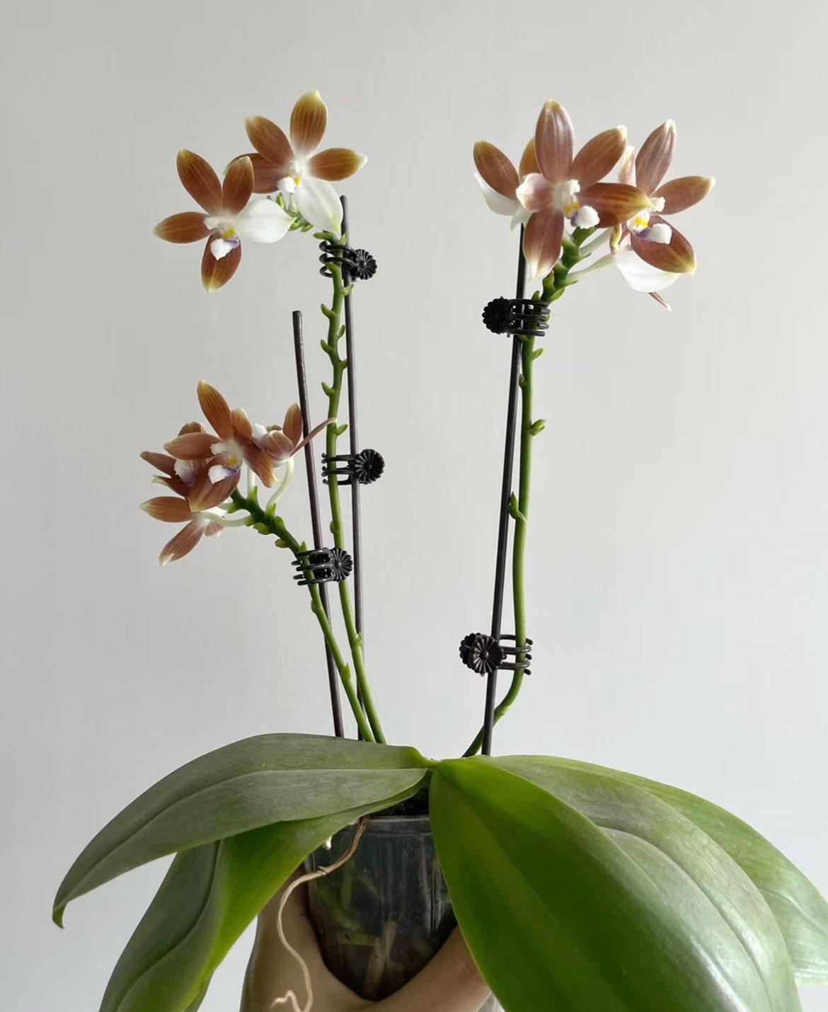 Phal. speciosa f. brunneola x sib, random petal color in white or drak coffee/brown, sequential bloomer