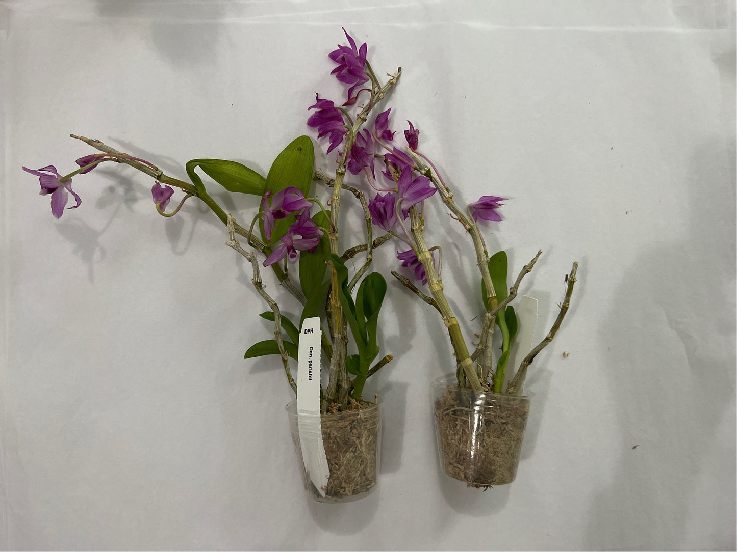 Den. parishii, orchid species