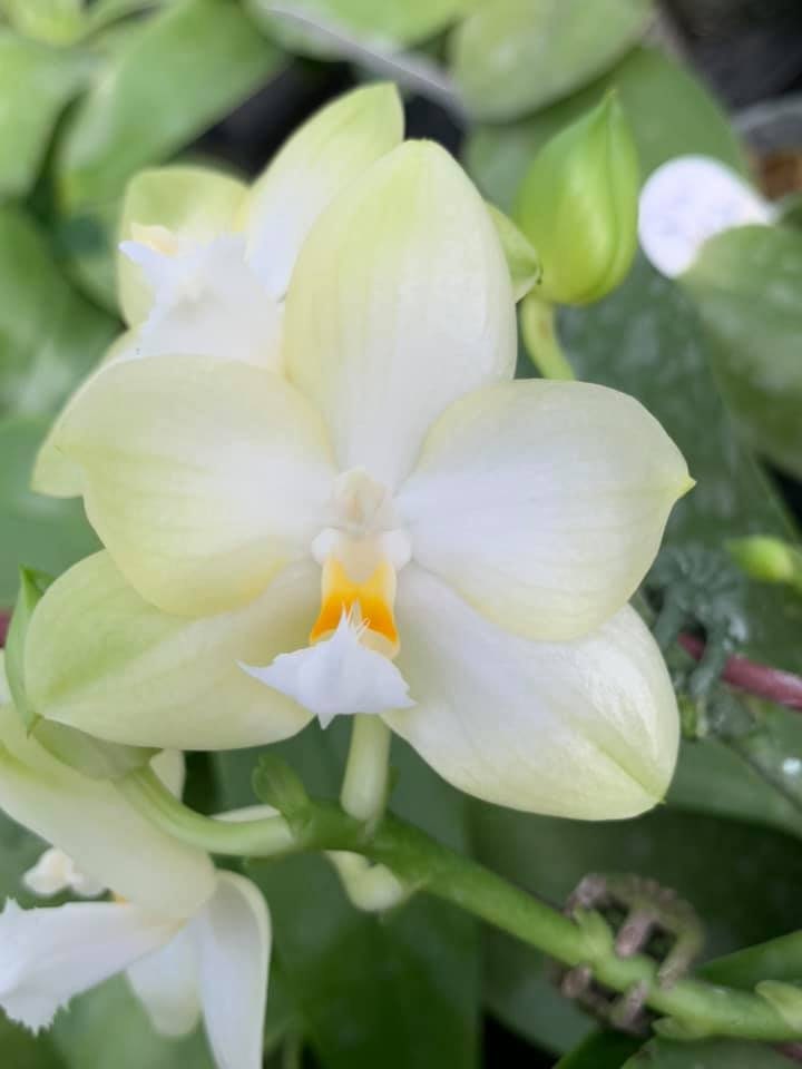 In Spike! Phal. Yungho Gelblitz 'White Jade' - rare and fragrant, sequential bloomer