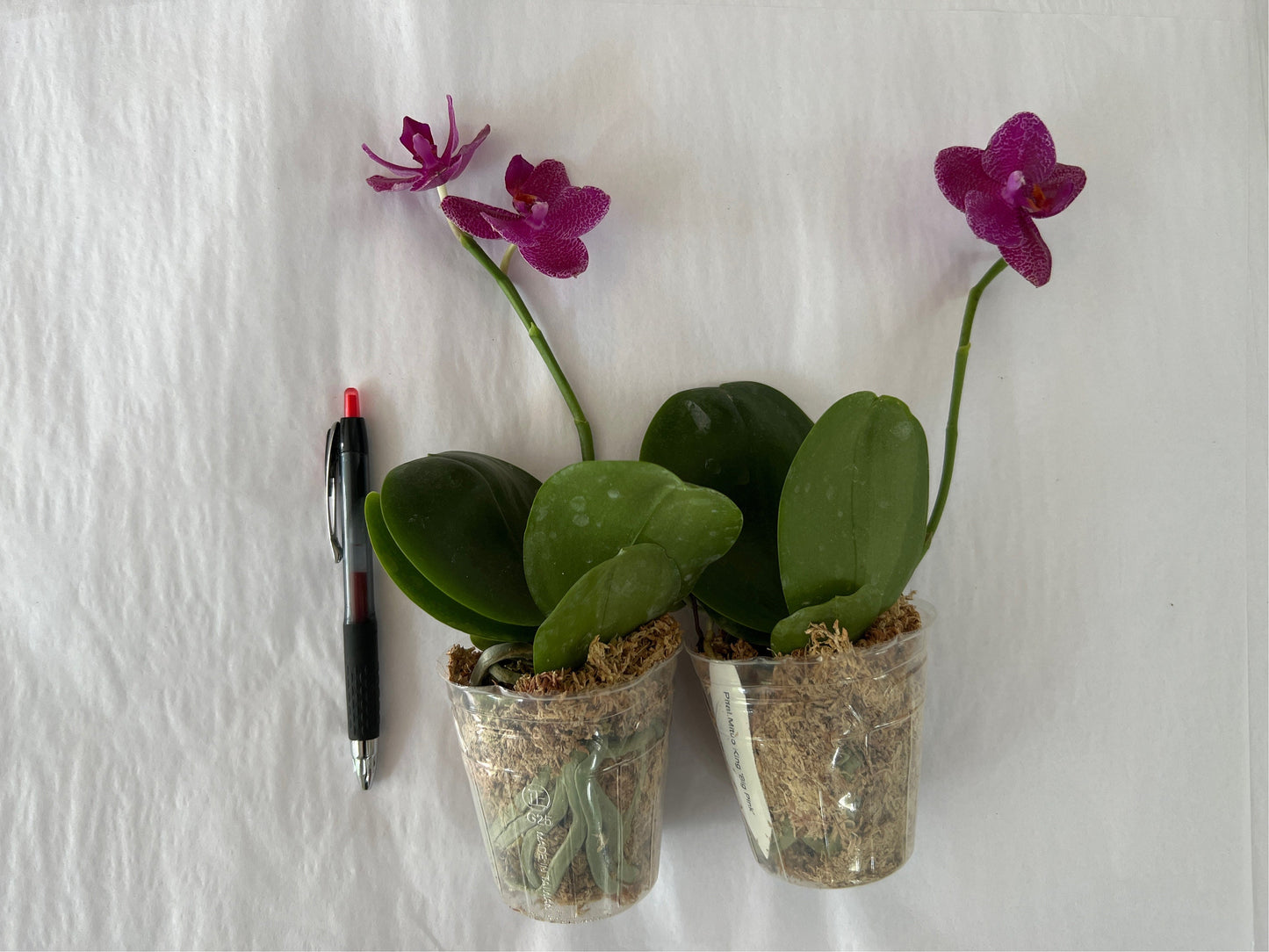 Phal. Mituo King 'Big Pink' AM/AOS, waxy flowers, fragrant