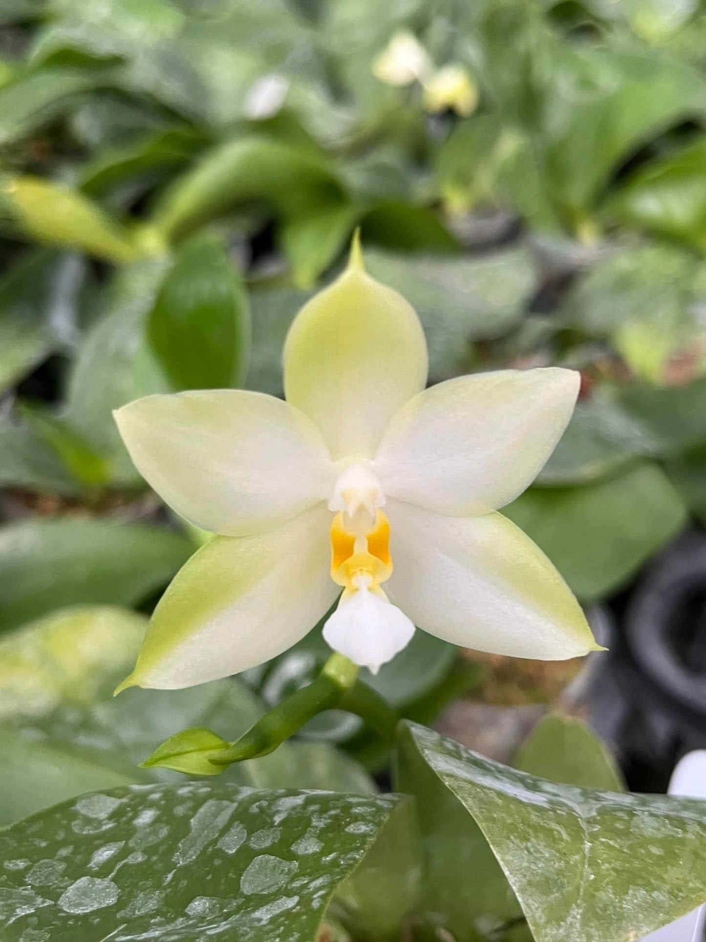 In spike! Phal. Penang Violecea var. alba X sib 檳晨, very fragrant