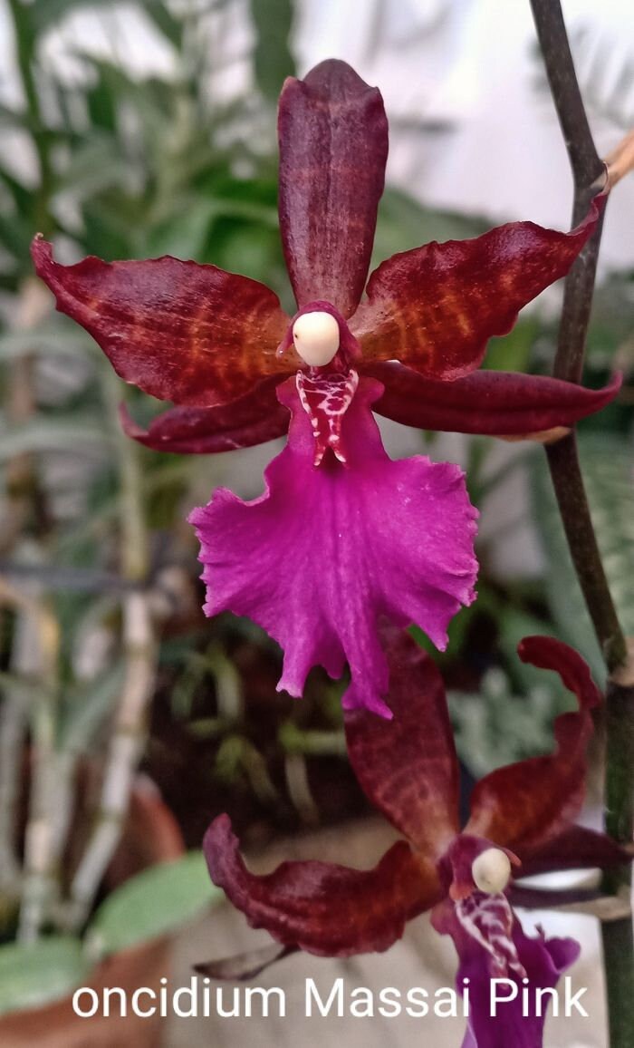 In spike! Colmanara Massai "Pink", pinky color and fragrant
