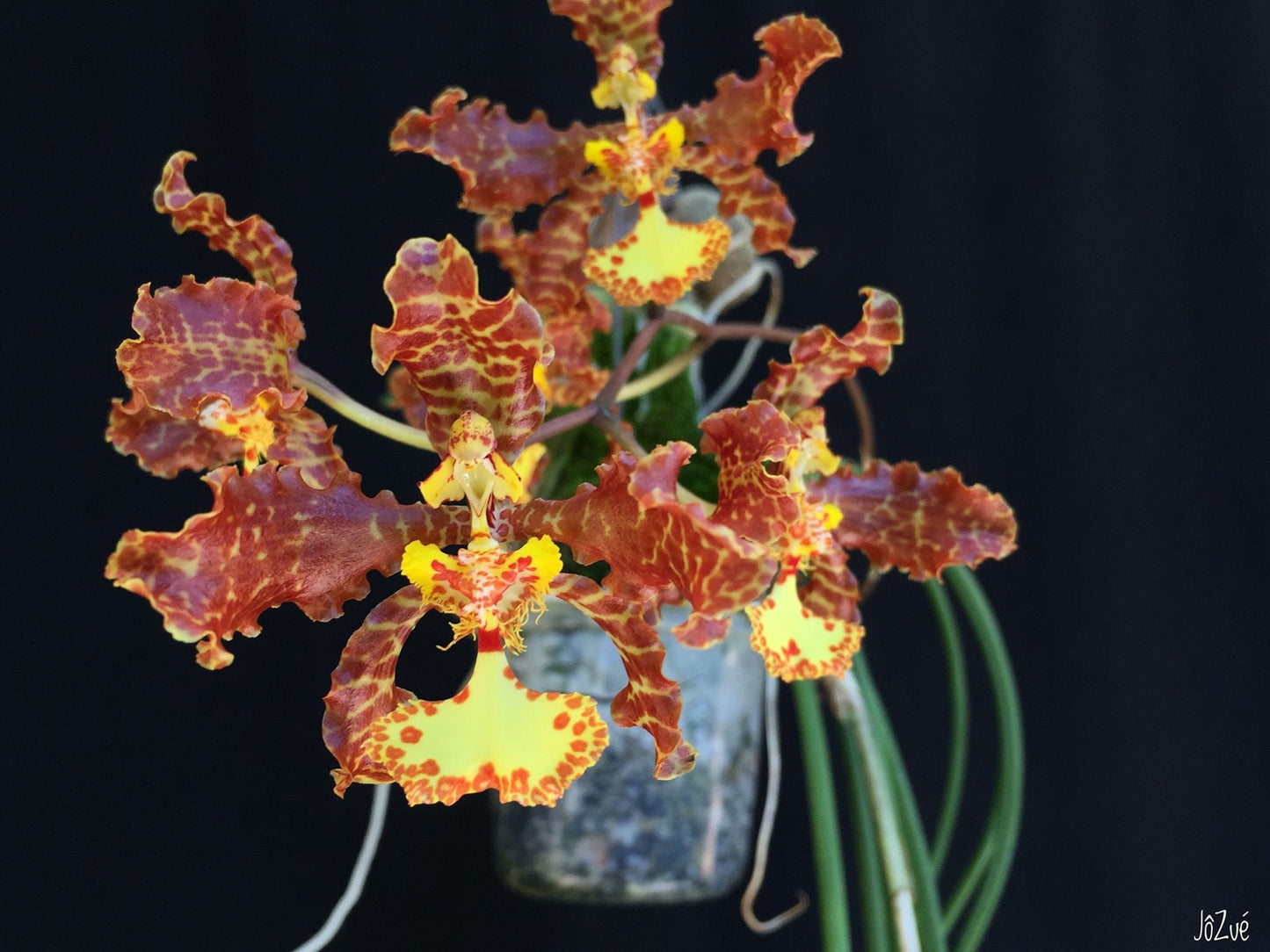 Trichocentrum stacyi (syn. Oncidium stacyi), Very fragrant