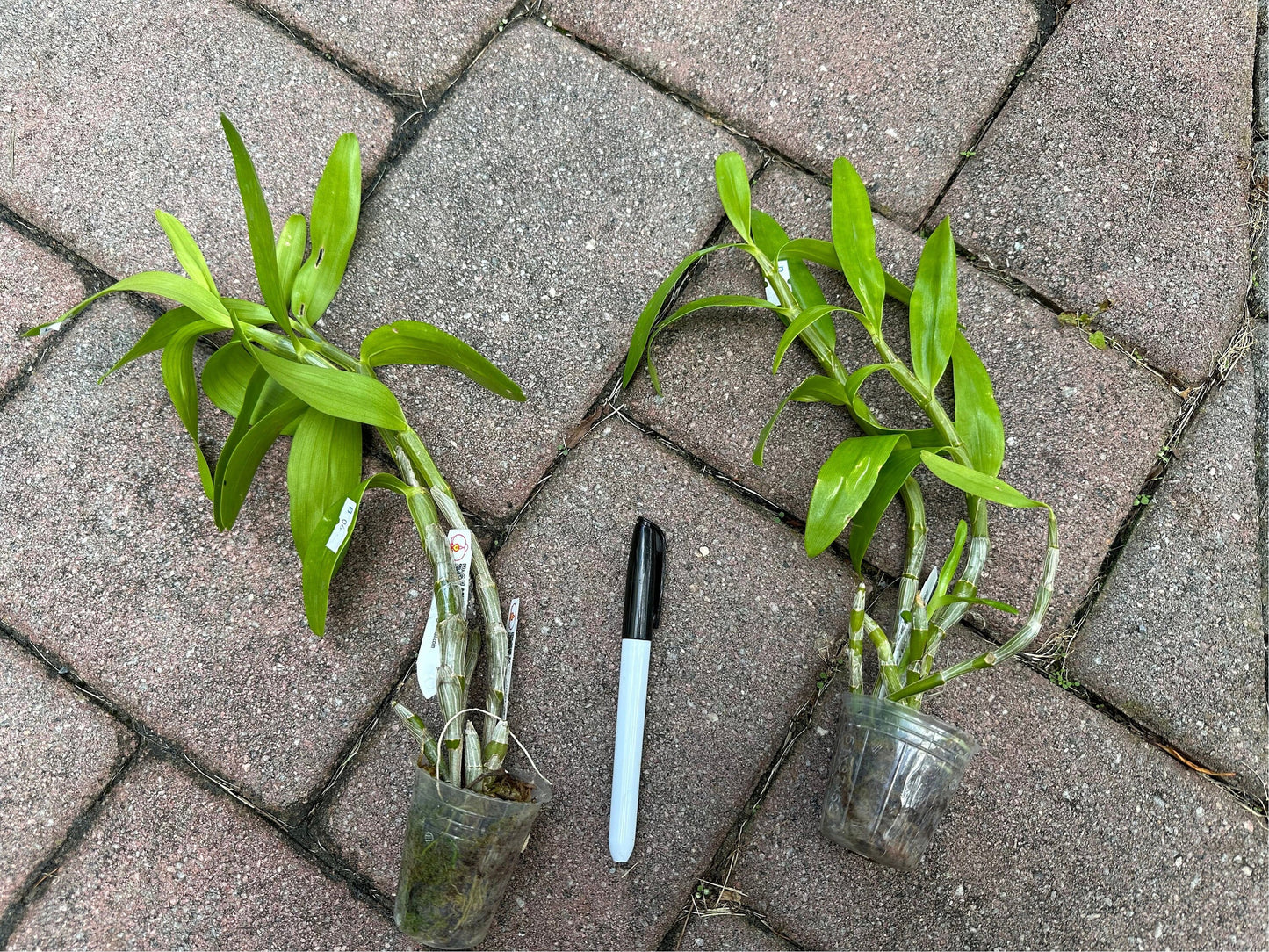 Very rare! Dendrobium nobile var alba, fragrant, orchid species
