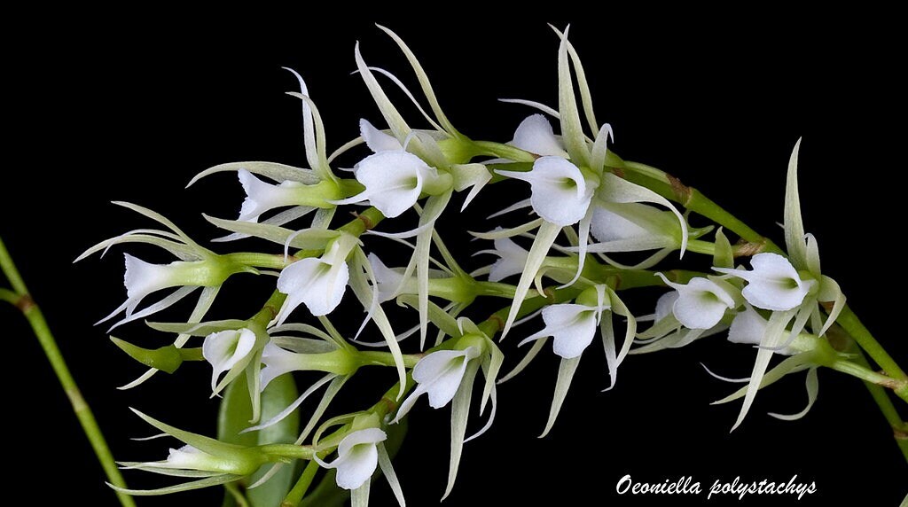 Oeoniella polystachys 喇叭脣風蘭, orchid species
