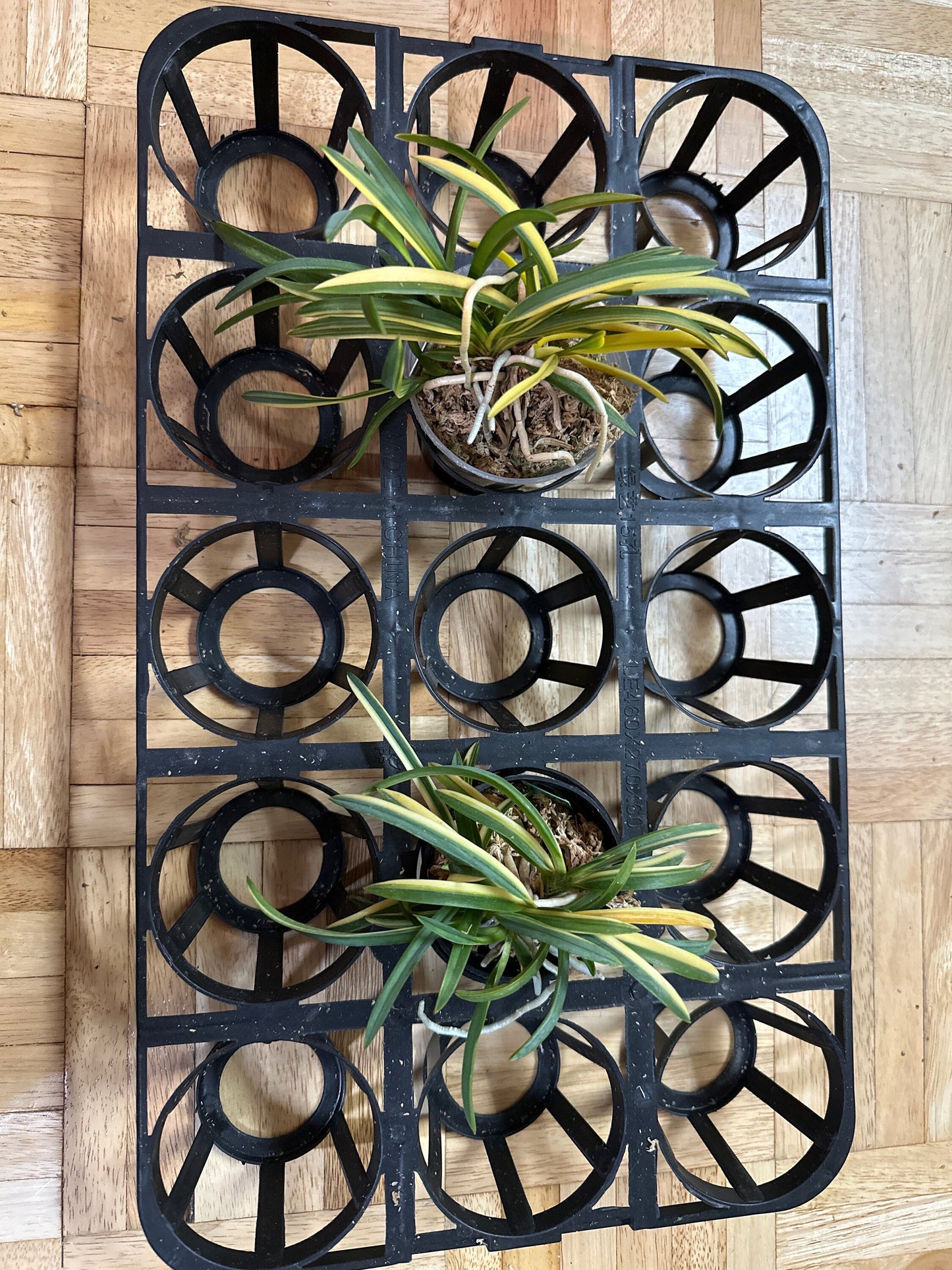 Neofinetia falcata 'Kinkounishiki' 金鉱錦