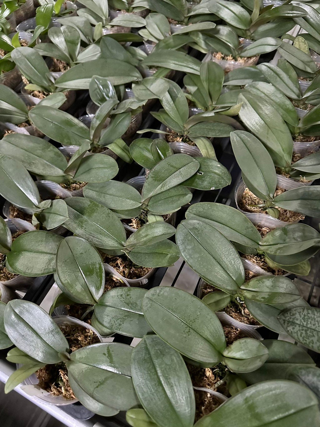Phal. Yoshino (Phal. amabilis 'Irian Jaya' X Phal. sanderiana), silver leaf, fragrant
