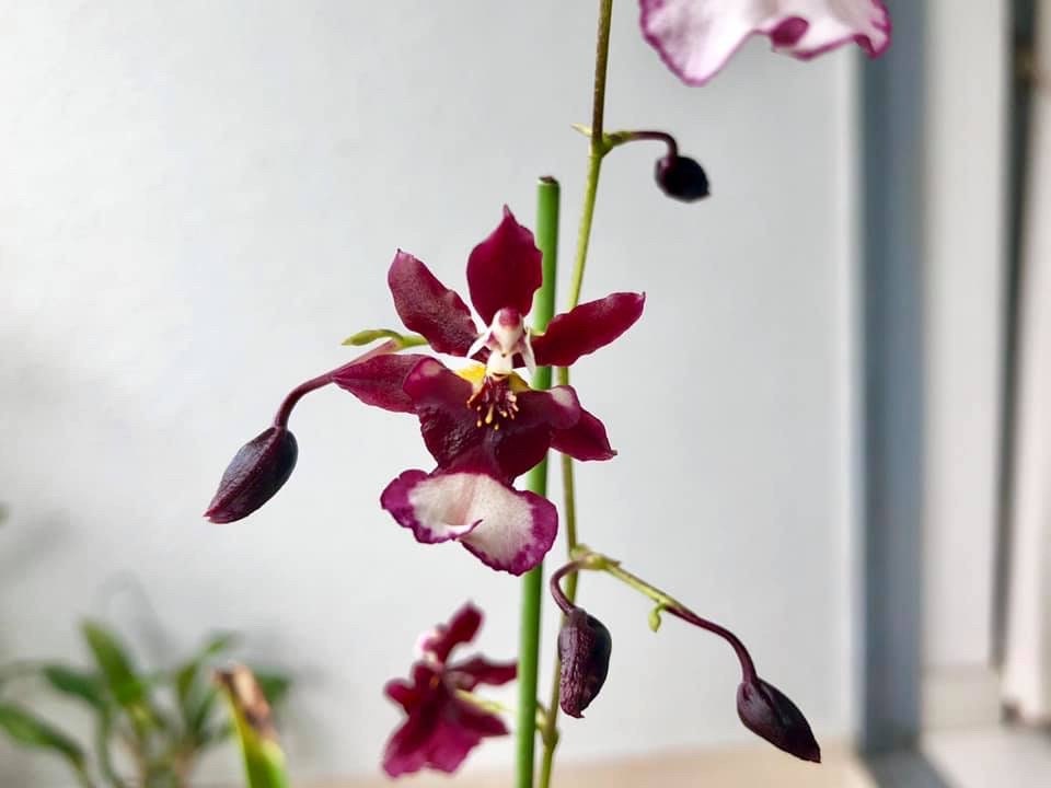 In spike and very fragrant! Onc. Jairak Fragrance 'Chocolate', chocolate scent
