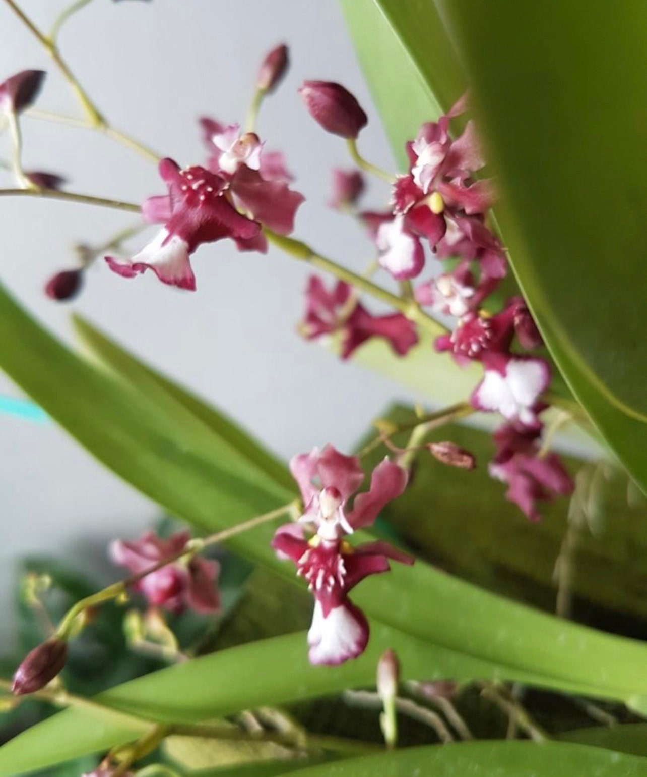 In spike and very fragrant! Onc. Jairak Fragrance 'Chocolate', chocolate scent
