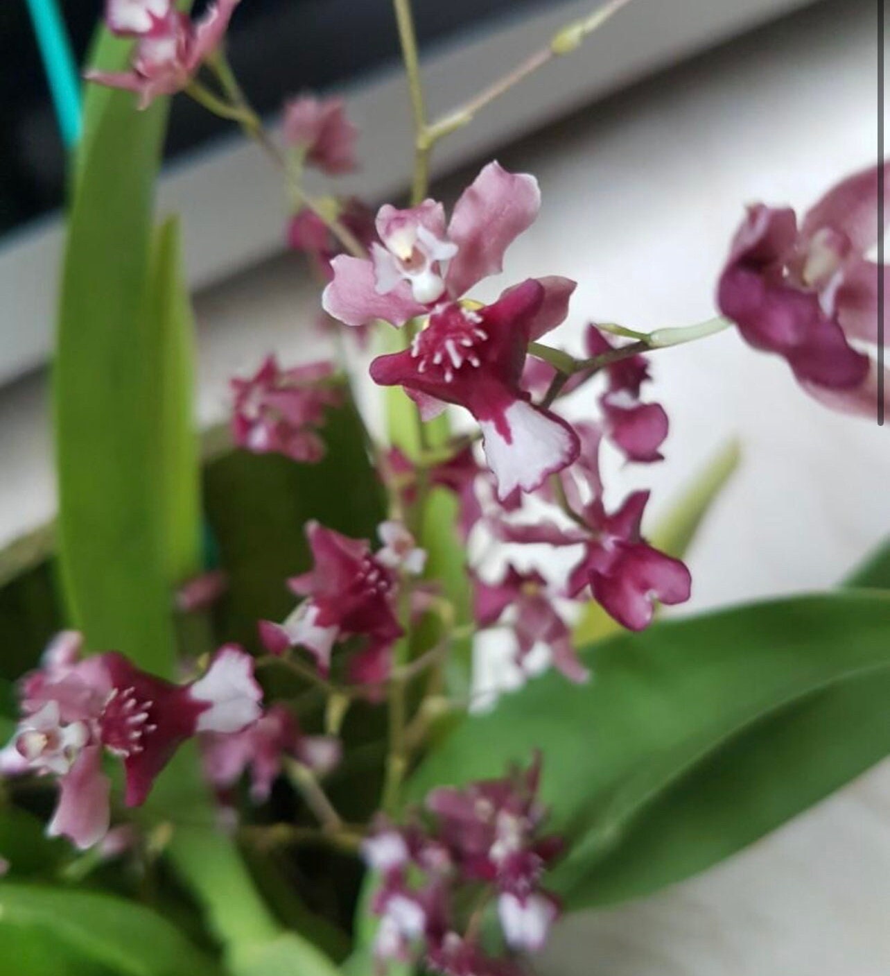 In spike and very fragrant! Onc. Jairak Fragrance 'Chocolate', chocolate scent