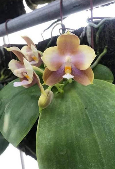 Phal. Mituo Prince X Phal. Tzu Chiang Tetralitz 'kaleidoscope', fragrant!