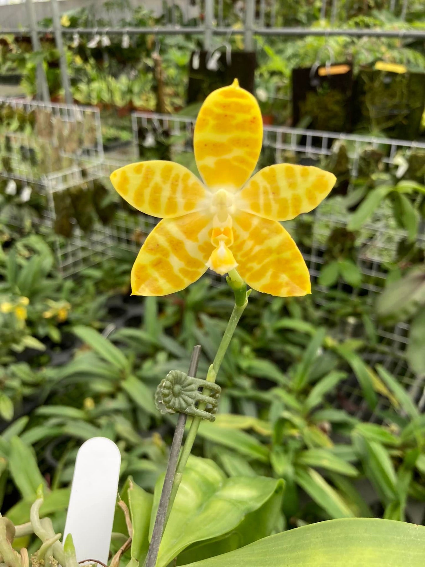 Phal amboinensis var flava x sib, species, yellow flower and fragrant!