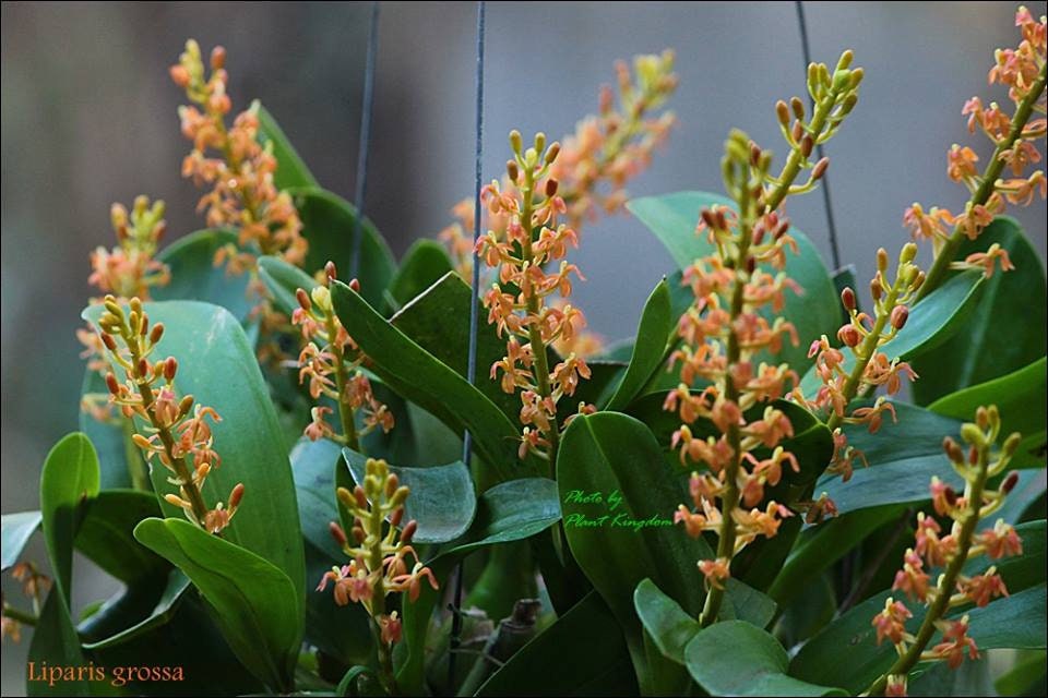 In spike! Liparis grossa, compact easy to grow