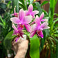 Phalaenopsis Sweet Memory-Liodoro, very sweet fragrance