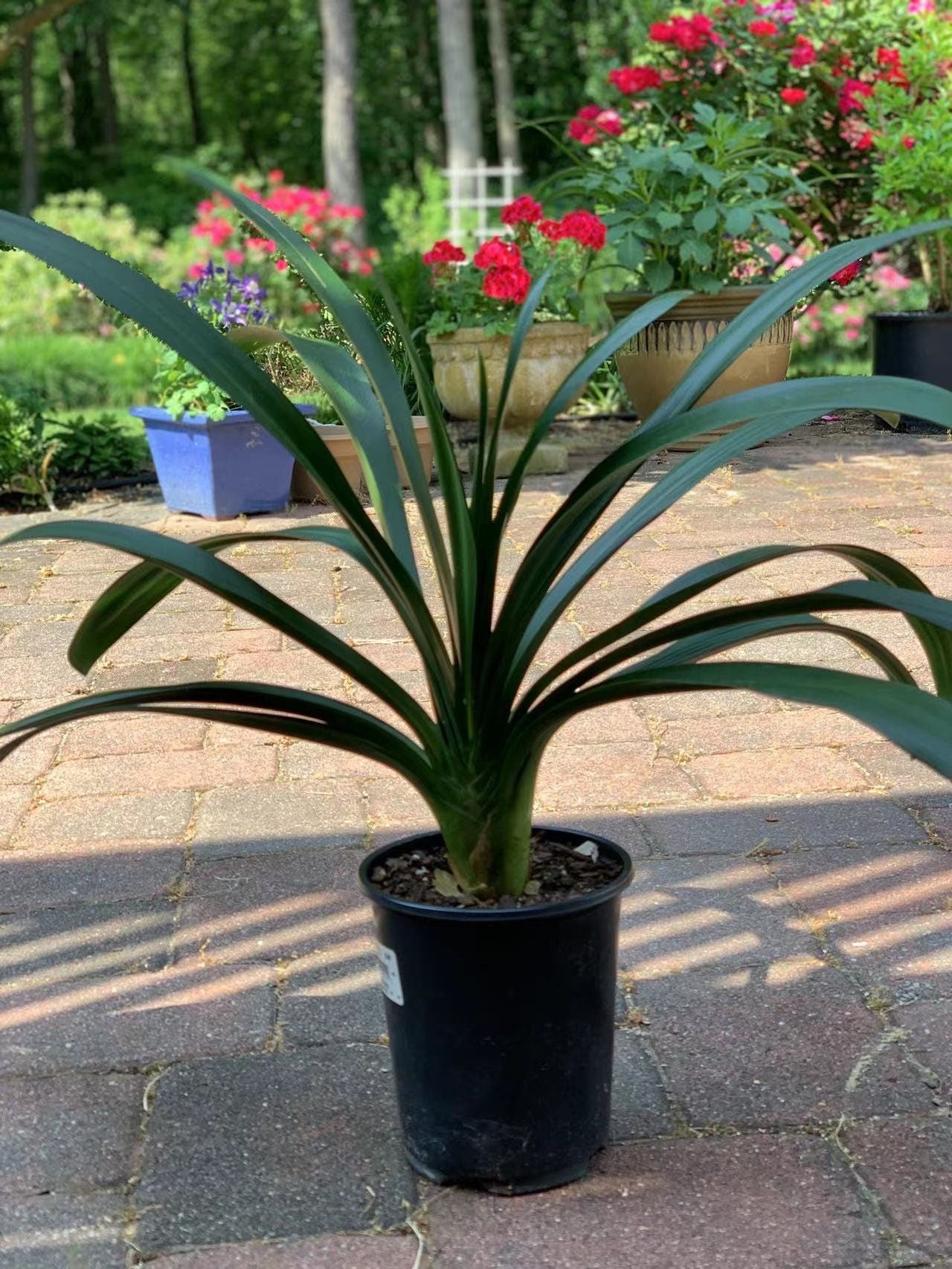 XL & 7y+ mature plant! Clivia plant, Pastel x Long Wood Fireworks, >12 leaves, Flowering size, 君子兰