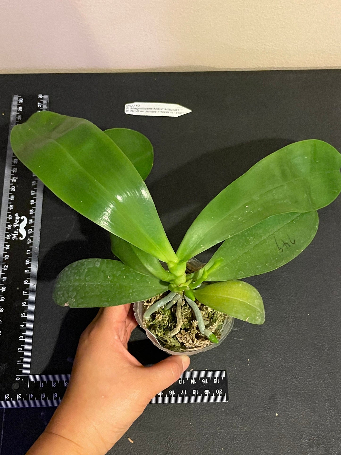 Phalaenopsis Mituo Mibs Passion 'Mituo #1' (MO749) - big and mature, fragrant