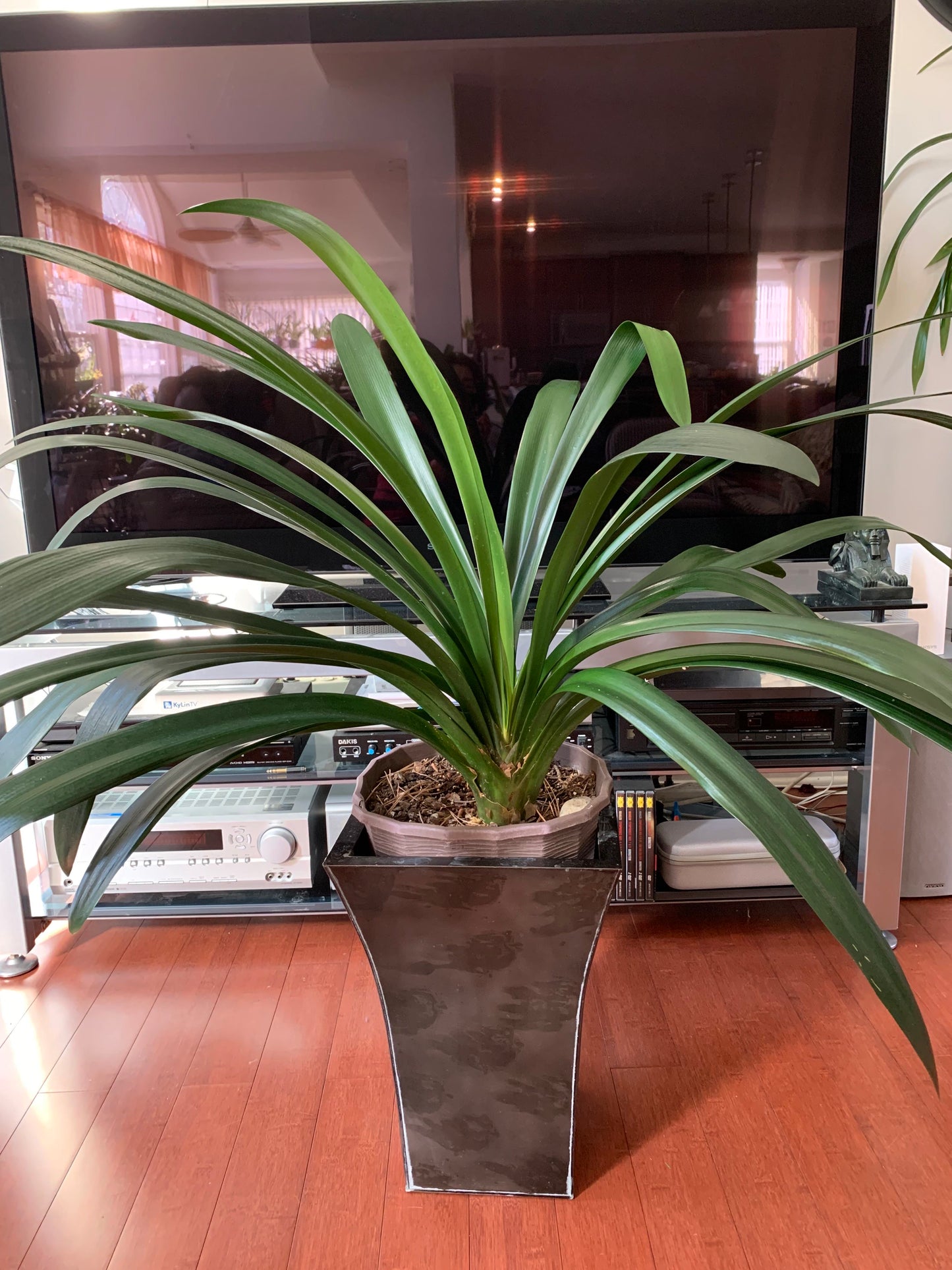 XL & 10y+ mature plant! Clivia Longwood Yellow, Flowering size ready to bloom soon,长木黄花君子兰