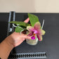 Phalaenopsis Sweet Memory-Liodoro, very sweet fragrance