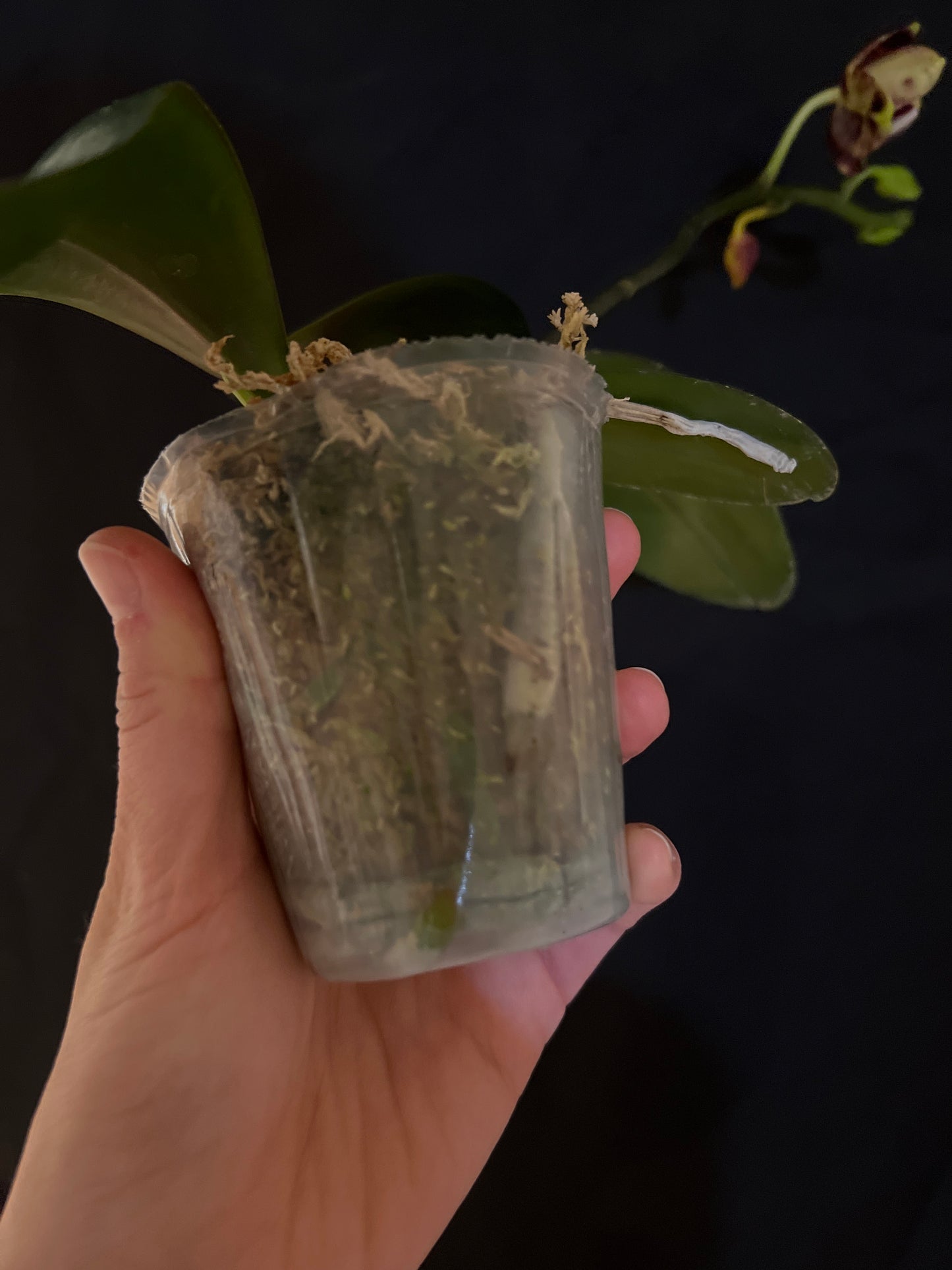 MCL158 P. Mituo Reflex DD’ Mituo#21 — big leaves and healthy orchid!