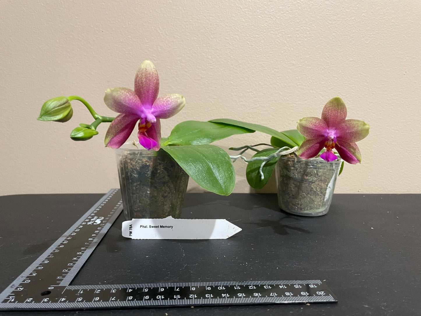 Phalaenopsis Sweet Memory-Liodoro, very sweet fragrance