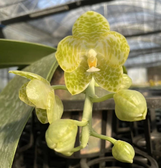 XXLarge! Phal gigantea var alba “Ta Wei” x self, species, fragrant