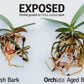 Orchiata Orchid Bark - New Zealand Pinus Radiata, Classic Grade (1/4'' -3/8'') - for Superior Aeration and Longevity, Perfect for Orchids and Cymbidium