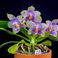 Rare to find! Phal. Mituo Purple Dragon ‘Phalanx’ (MCL150), fragrant, multiflora