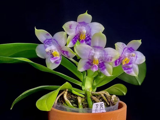 Rare to find! Phal. Mituo Purple Dragon ‘Phalanx’ (MCL150), fragrant, multiflora