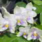 Rare to find! Phal. Mituo Purple Dragon ‘Phalanx’ (MCL150), fragrant, multiflora