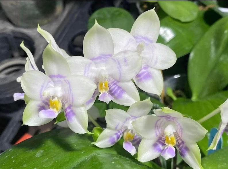 Rare to find! Phal. Mituo Purple Dragon ‘Phalanx’ (MCL150), fragrant, multiflora